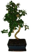 Pokojová bonsaj Carmona microphylla - čaj fuki 652