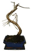 Metasequoia - sekvoj 693 - venkovní bonsaje