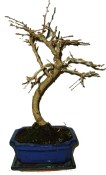 Pseudolarix 748