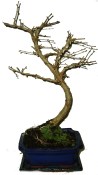 Pseudolarix 749