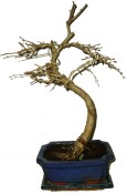 Larix Modřín 347
