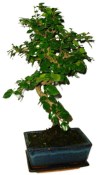 Pokojová bonsaj Carmona microphylla - čaj fuki 652