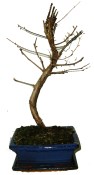 Metasequoia - sekvoj 677 - venkovní bonsaje