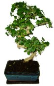 Ligustrum chinensis ptačí zob 608