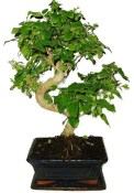 Ligustrum chinensis ptačí zob 608