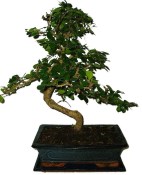 Pokojová bonsaj Carmona microphylla - čaj fuki 652