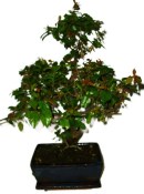 Pokojová bonsai - Sagerethia thea 680