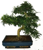 Caragona spinosa - čínský pepř 646 - bonsai