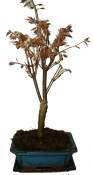 Acer palmatum - Javor dlanitolistý 326