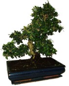 Pokojová bonsaj Carmona microphylla - čaj fuki 652