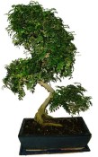 Caragona spinosa - čínský pepř 646 - bonsai