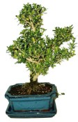 Buxus harlandi - korkový buxus -  762