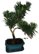 Podocarpus - Kamenný tis 183