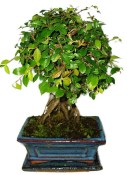 Zelkova 687 - pokojové bonsaje 