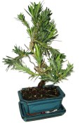 Podocarpus - Kamenný tis 183