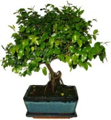 Pokojová bonsai - Sagerethia thea 688