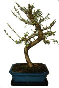 Pseudolarix 744