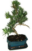 Podocarpus - Kamenný tis 183
