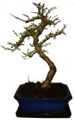 Pseudolarix 235