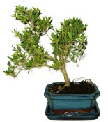 Ilex 736 - venkovní bonsaje