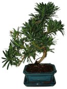 Podocarpus - Kamenný tis 183