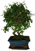 Zelkova 691 - pokojové bonsaje 