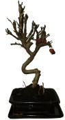 Malus - Třešňoplodá jabloň 172