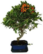 Pyracantha 689 - venkovní bonsaje