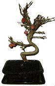 Malus - Třešňoplodá jabloň 635