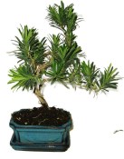 Podocarpus - Kamenný tis 183