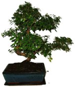 Pokojová bonsai - Sagerethia thea 367