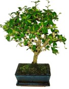 Pokojová bonsaj Carmona microphylla - čaj fuki 696