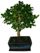 Pokojová bonsaj Carmona microphylla - čaj fuki 697