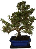  Venkovní bonsaje - Azalka - Rhododendron 937