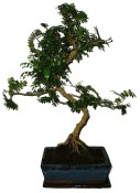 Caragona spinosa - čínský pepř 646 - bonsai