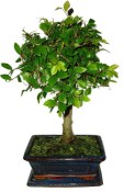 Zelkova 698 - pokojové bonsaje 
