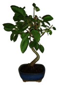 Malus - Třešňoplodá jabloň 698