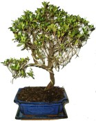 Venkovní bonsaje - Azalka - Rhododendron 957
