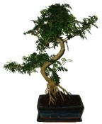 Caragona spinosa - čínský pepř 646 - bonsai