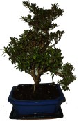 Venkovní bonsaje - Azalka - Rhododendron indicum 959
