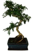 Caragona spinosa - čínský pepř 646 - bonsai