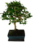 Pokojová bonsaj Carmona microphylla - čaj fuki 700