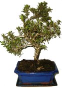 Venkovní bonsaje - Azalka - Rhododendron indicum 640