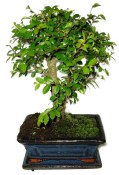 Zelkova 701 - pokojové bonsaje 