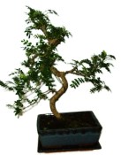 Caragona spinosa - čínský pepř 646 - bonsai