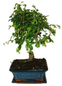 Zelkova 702 - pokojové bonsaje 