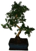 Caragona spinosa - čínský pepř 646 - bonsai