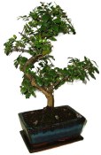 Pokojová bonsai - Sagerethia thea 367