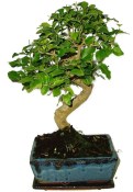 Ligustrum chinensis ptačí zob 608