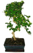 Pokojová bonsaj Carmona microphylla - čaj fuki 652